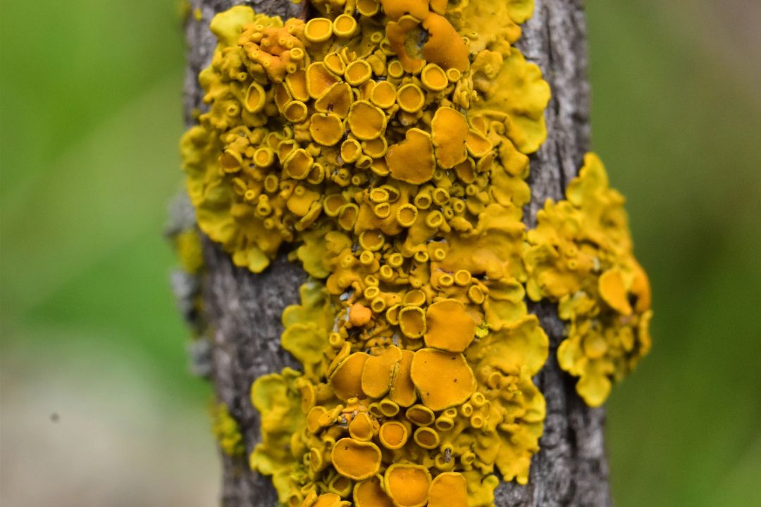Xanthoria parietina, an orange lichen with cup-shaped fruiting bodies, growing on bark